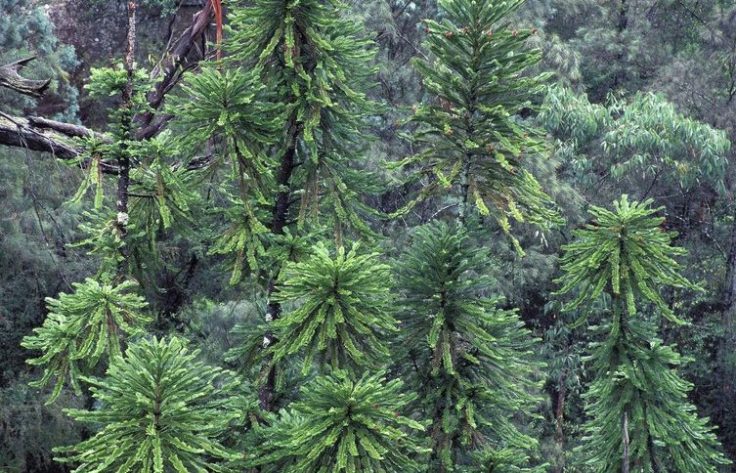 file-20170701-8407-nbvfu2