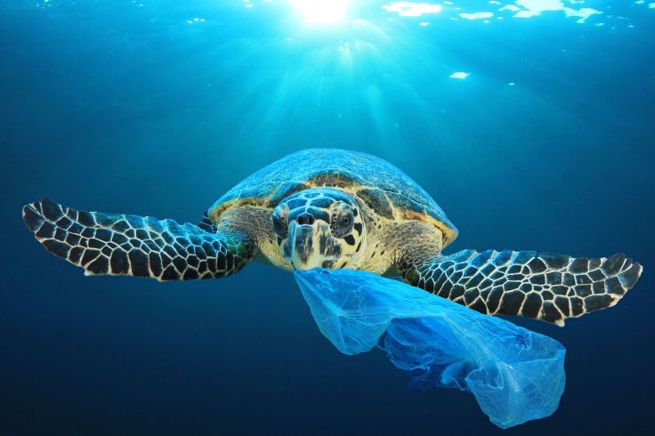 Turtle-Eating-Plastic_Shutterstock